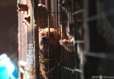 韓国、2027年の犬食禁止法前に事業たたむ養犬業者へ補償