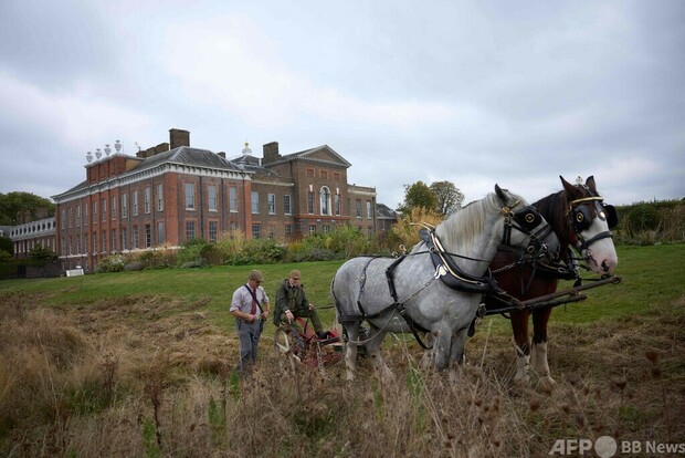 英ケンジントン宮殿の草刈りは馬にお任せ 持続可能な伝統手法