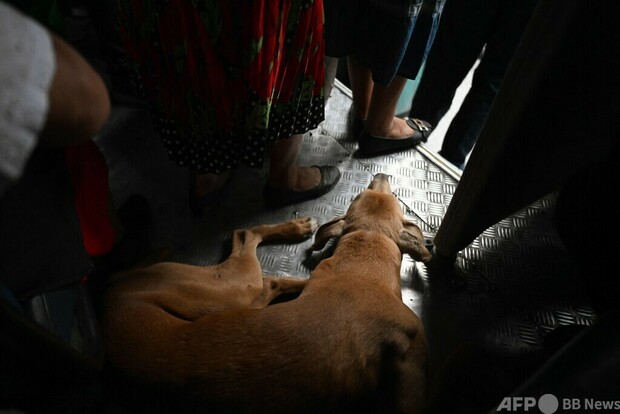 【今日の1枚】野良犬のバス通勤？ エルサルバドル