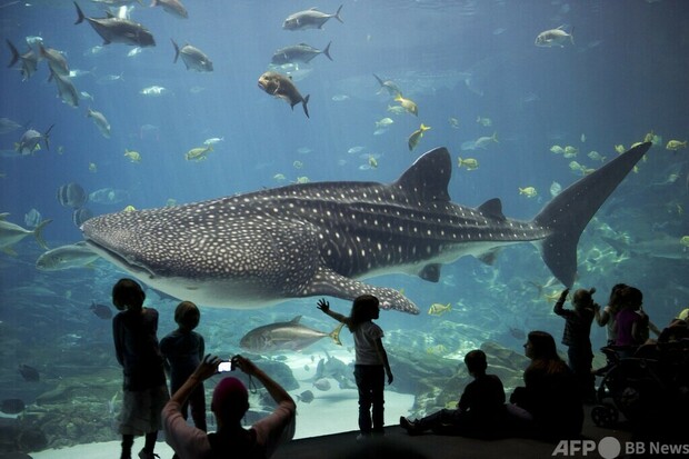 中国の水族館にジンベエザメロボット 「偽物」に来場者激怒