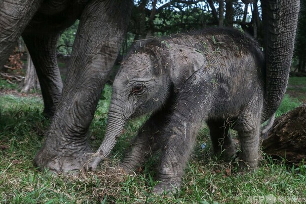 絶滅危機のスマトラゾウ、赤ちゃん誕生 インドネシア