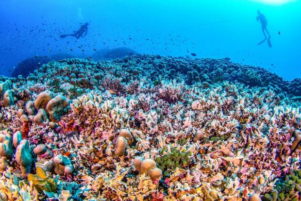 ソロモン諸島近くで世界最大のサンゴ発見