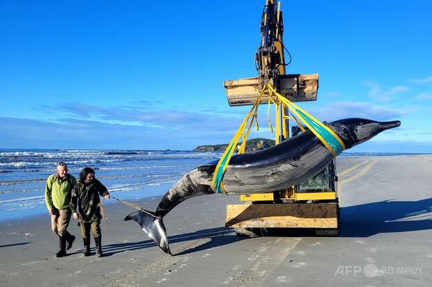 「世界で最も希少なクジラ」解剖始まる ニュージーランド