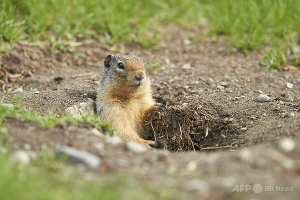 野ネズミを狩る…リスの積極的な捕食行動を初確認 米研究