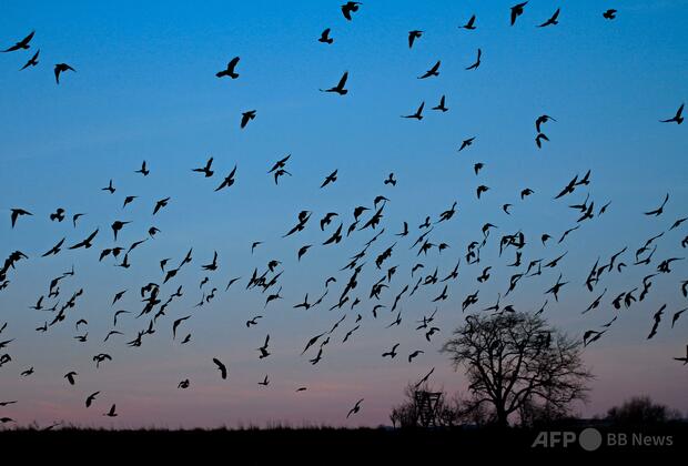 鳥との衝突、世界中で航空事故原因に 専門家