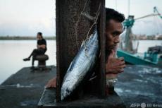 【今日の1枚】魚に隠れて飲む酒の味は？インドネシア