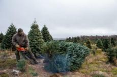 クリスマスツリー食べないで ベルギー食品安全庁が警告