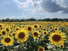 【夏の絶景】55万本の“黄色い大輪の花”が一面に！ 関東最大級の「座間のひまわり畑」は今が見ごろ