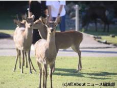 人生に疲れたので、会社ズル休みして奈良公園のシカに癒されてきた