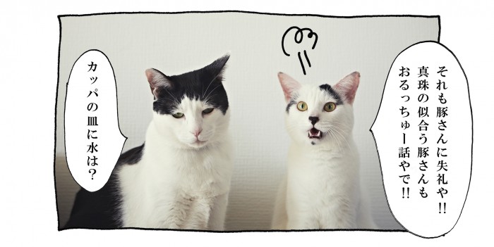 【猫写真４コママンガ】パンチョとガバチョ 「聞かんどいてやろう」＃53