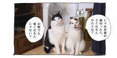 【猫写真４コママンガ】「腸に効きます」パンチョとガバチョ ＃79