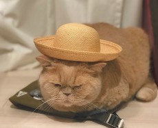 クリエイターの猫はやっぱりオシャレ！　麦わら帽がお似合いニャン