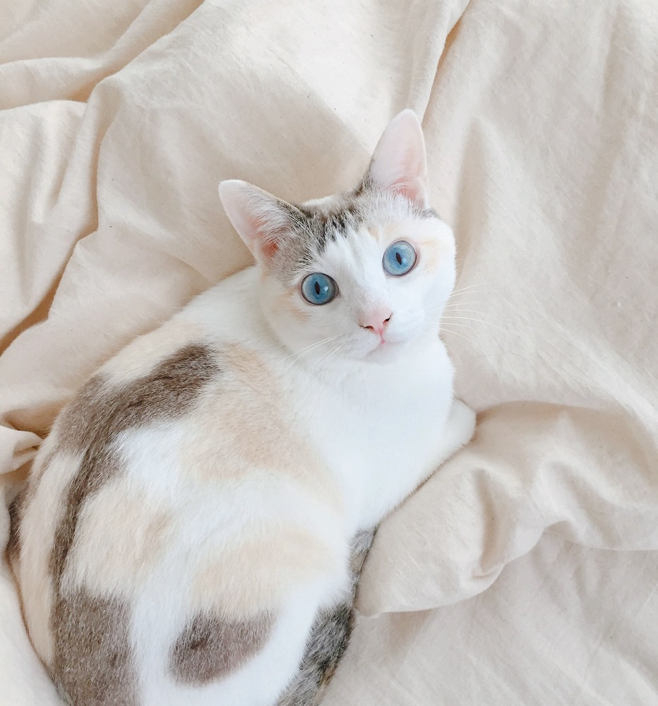 瞳の綺麗な猫姫のお花摘み 青い瞳のシンデレラ猫!? 「麗しすぎる猫さま」から目が離せない
