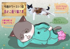 【猫さま占い】噂に注意の猫さまは？ 12月9日～12月15日運勢ランキング