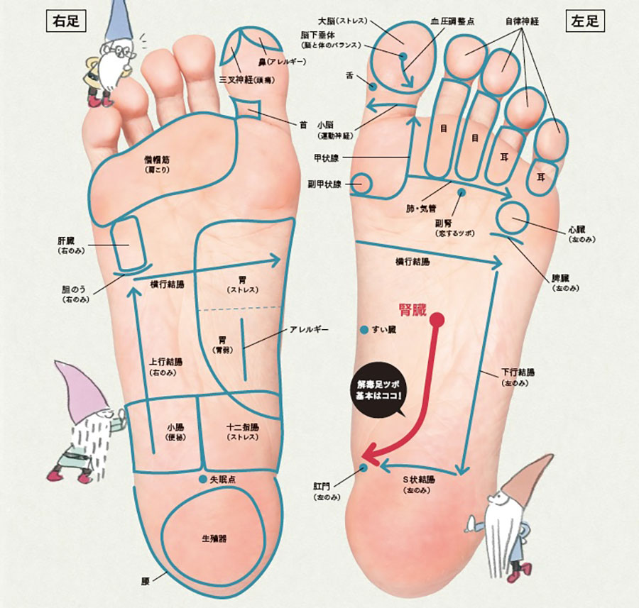 ダイエットに効果的！【決定版】「下腹部、むくみ、便秘」スッキリ簡単