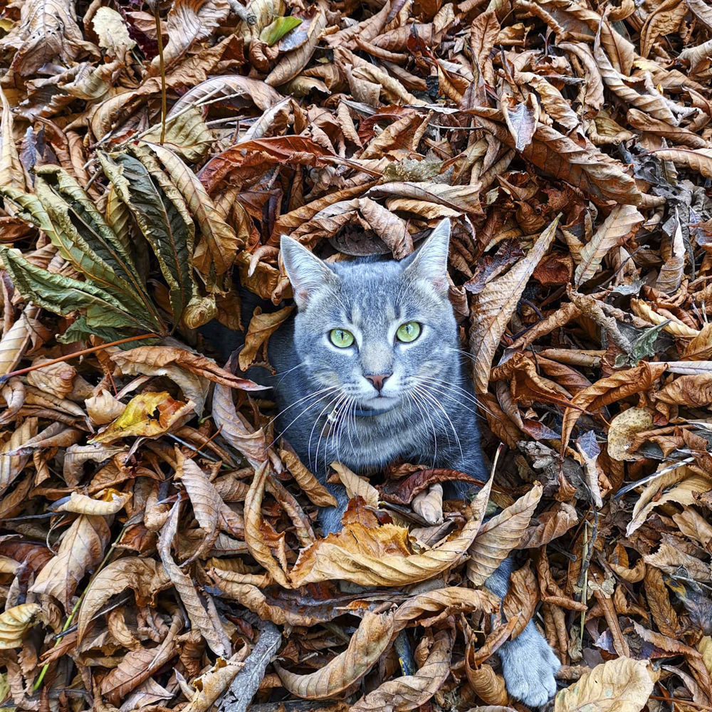 ウサギや小さな鹿も狩ります！ “居候猫さま“は我が家の頼もしいボディガード