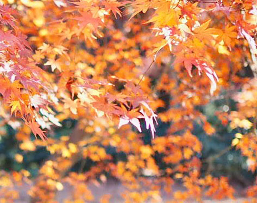 【京都、ほか全国】の紅葉名所…女性約200人調査「絶景+グルメの激推しスポット」