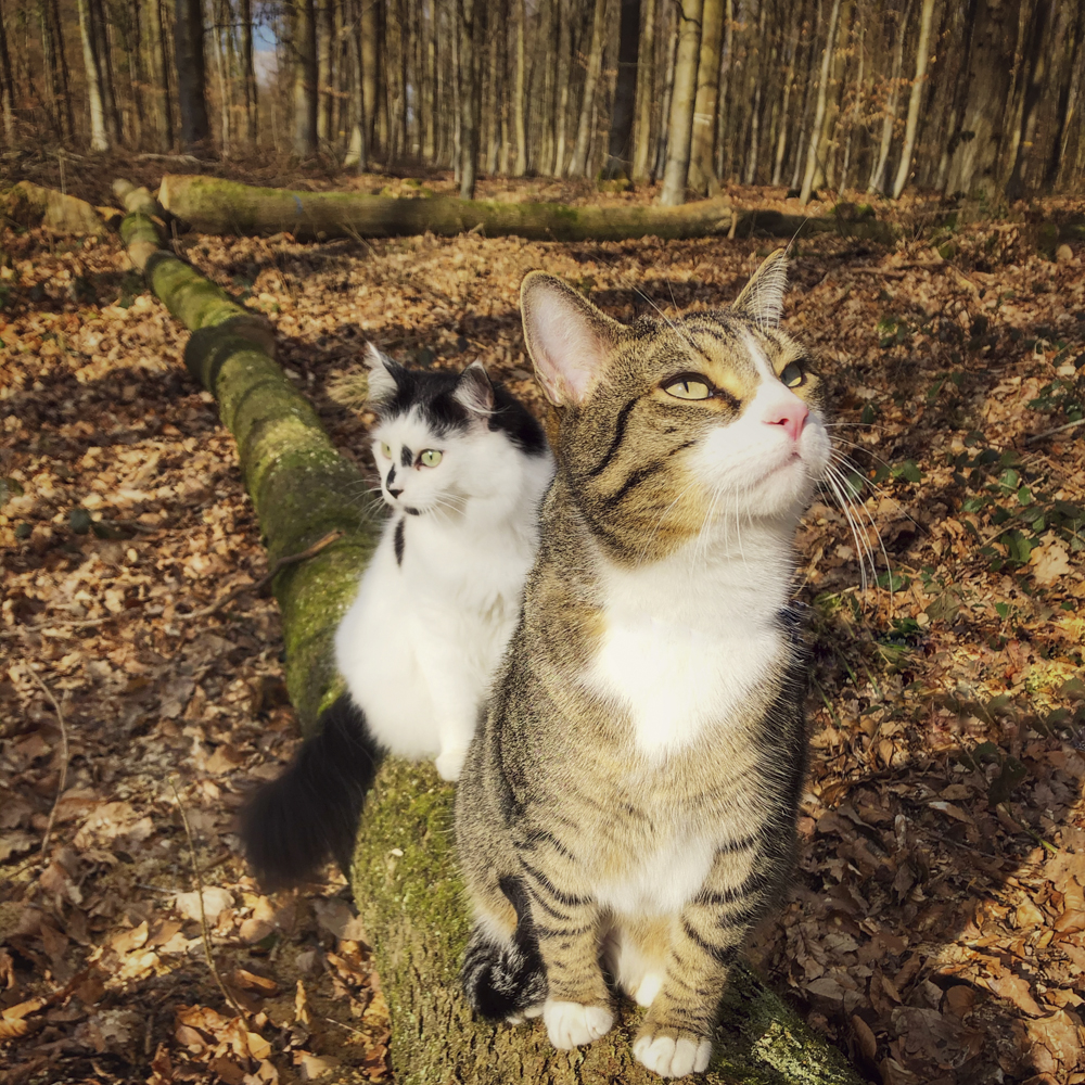 誕生日の特別なプレゼントは…猫さまたちが喜ぶ大好物とは