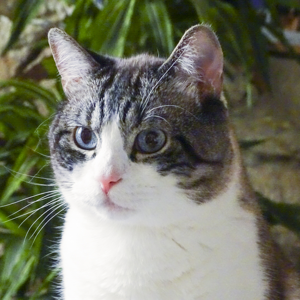 飼い主の夫がライバルです…愛もカラダも重めな猫さま