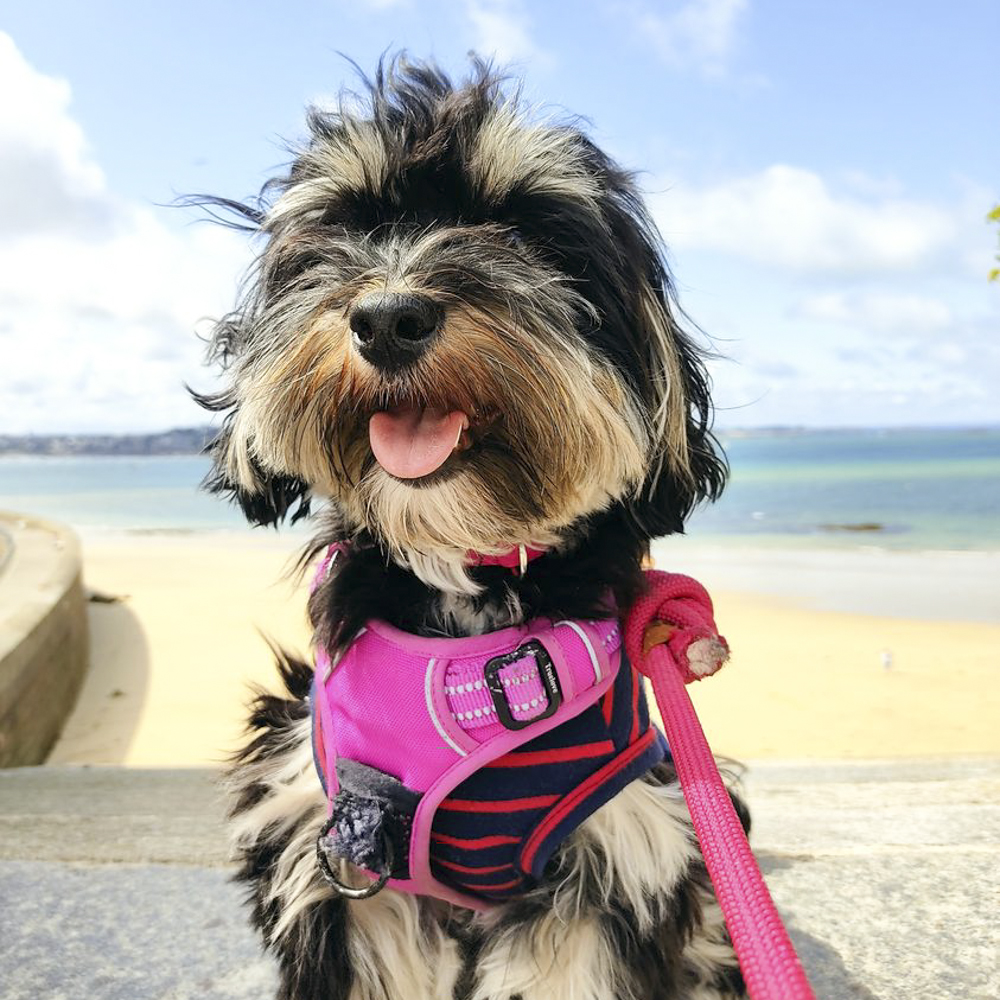 パリイチのオシャレ犬です…先住猫さまと仲良しの犬さまのおねだりサインとは