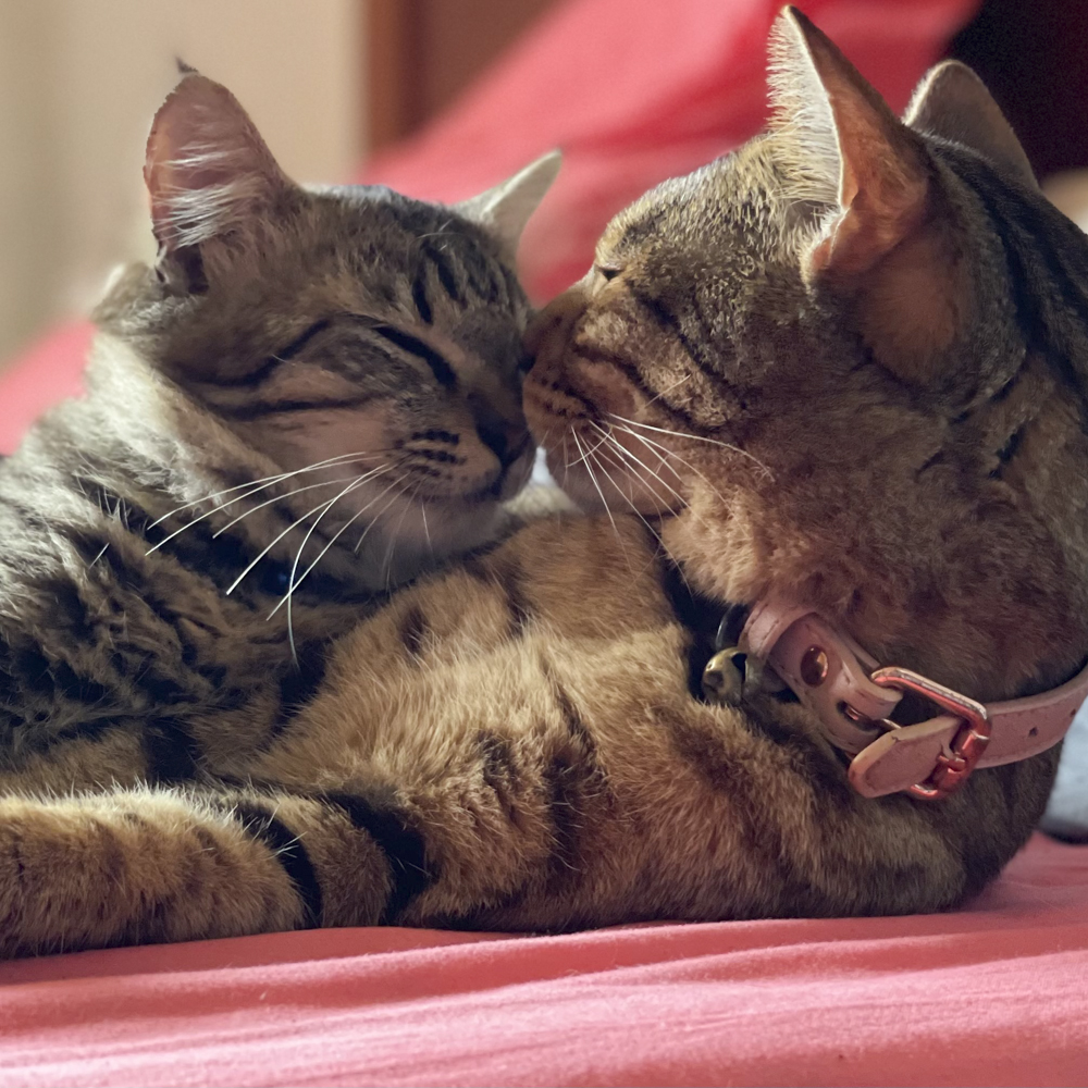 仲良しなふたりにほっこり…出合った日から相性抜群だった猫さまたち