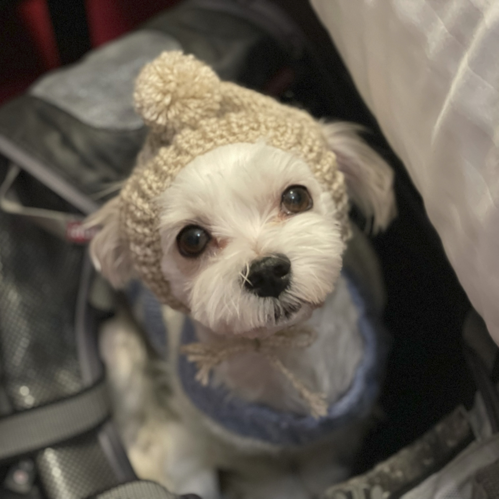 小柄だけど隠れマッチョだよ…引っ越しが多い犬さまの驚くべき健脚ぶりとは