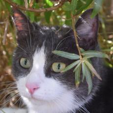 自己肯定感高めです…飼い主に溺愛される猫さまのお尻、舌先、鼻、性格も！