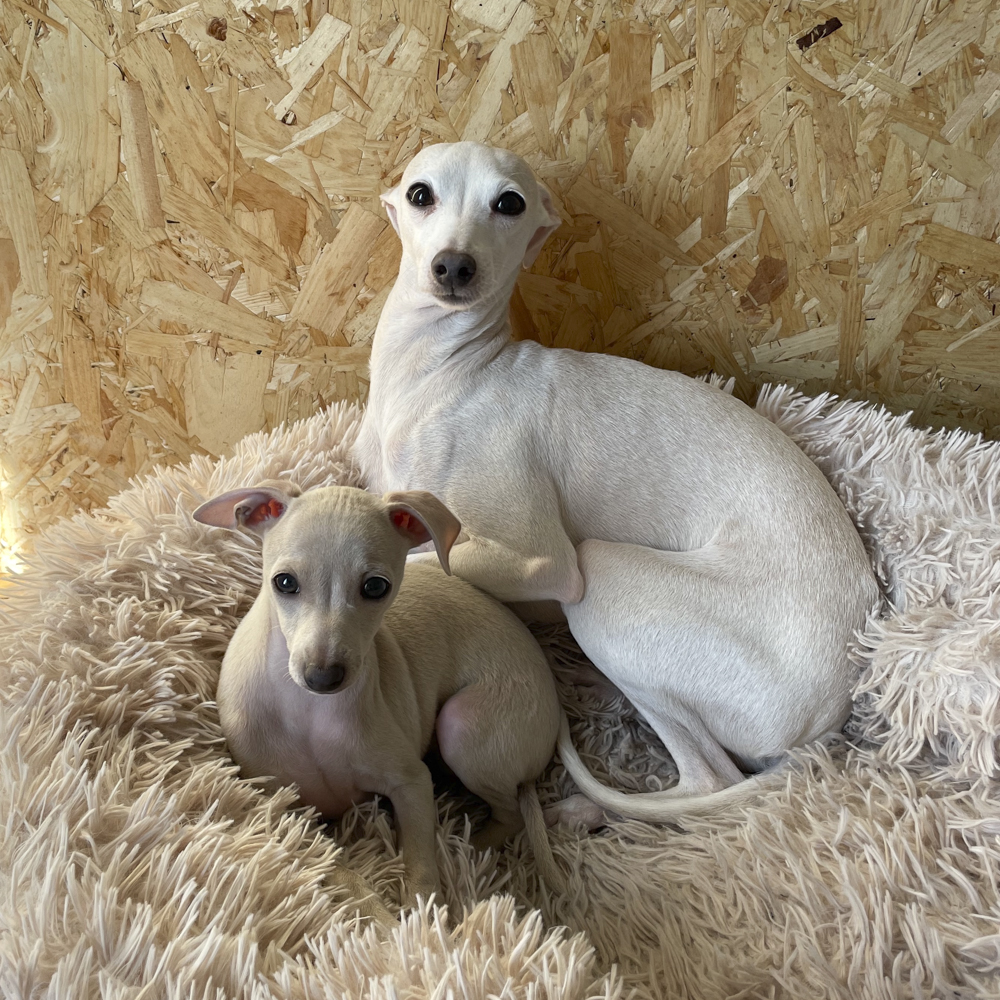 飼い主の心を掌握！…賢すぎる犬さまがおねだりする時に絶対しないこととは