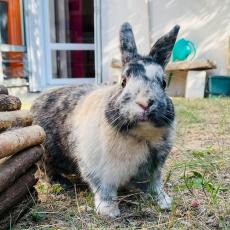 飼い主パパが見つけたのは運命かも…ウサギさまが家族になった驚きの経緯とは