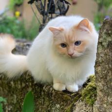 飼い主たちとのおしゃべりが大好き！…猫さまの驚くべきコミュニケーション能力