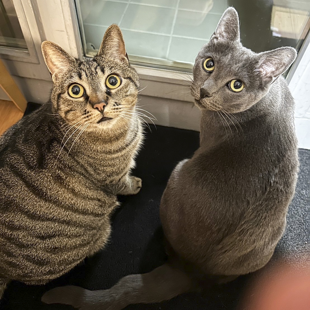 餃子泥棒は今や伝説…飼い主をほっこりと癒すイケメン猫さまたちのいたずらの数々