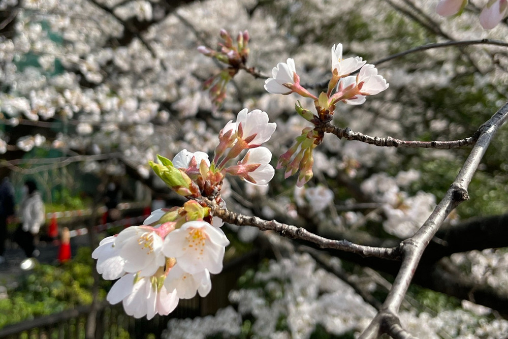 【京都】醍醐寺ではお抹茶をいただくのが正解…女性約200人に聞いたオススメの「桜スポット」20選