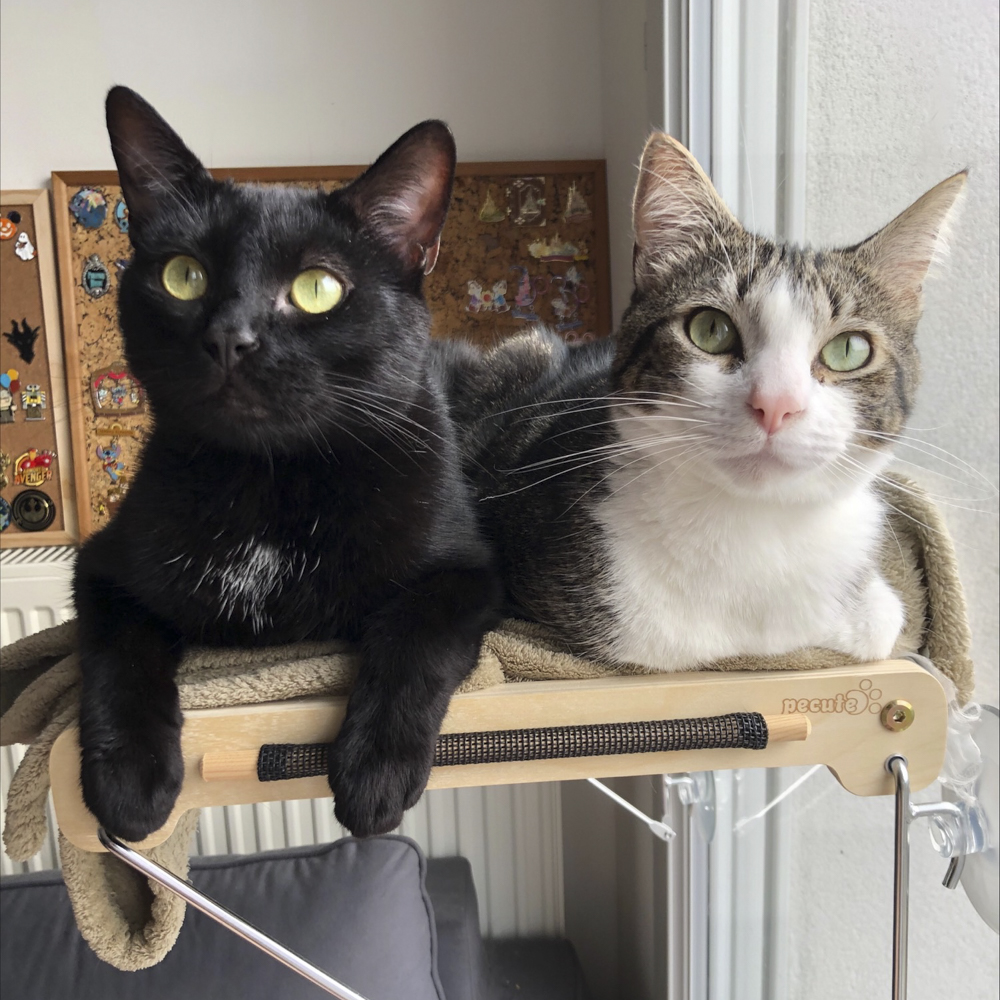 もふもふ3もふ！…猫さま2名が同居するうさぎに敵わないと感じている