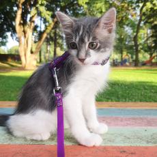 ゴロンしたときだけ見えるよ…飼い主がお気に入りの猫さまのチャームポイントとは