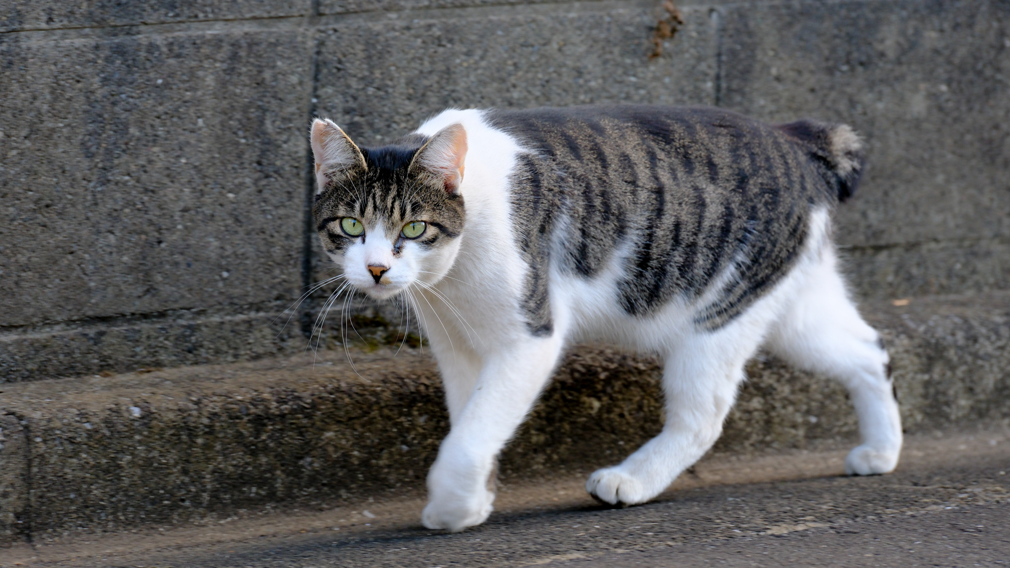 ねこ X-T5 ① とっても気に入った富士フイルム「X-T5」の総集編 秋の猫を撮り