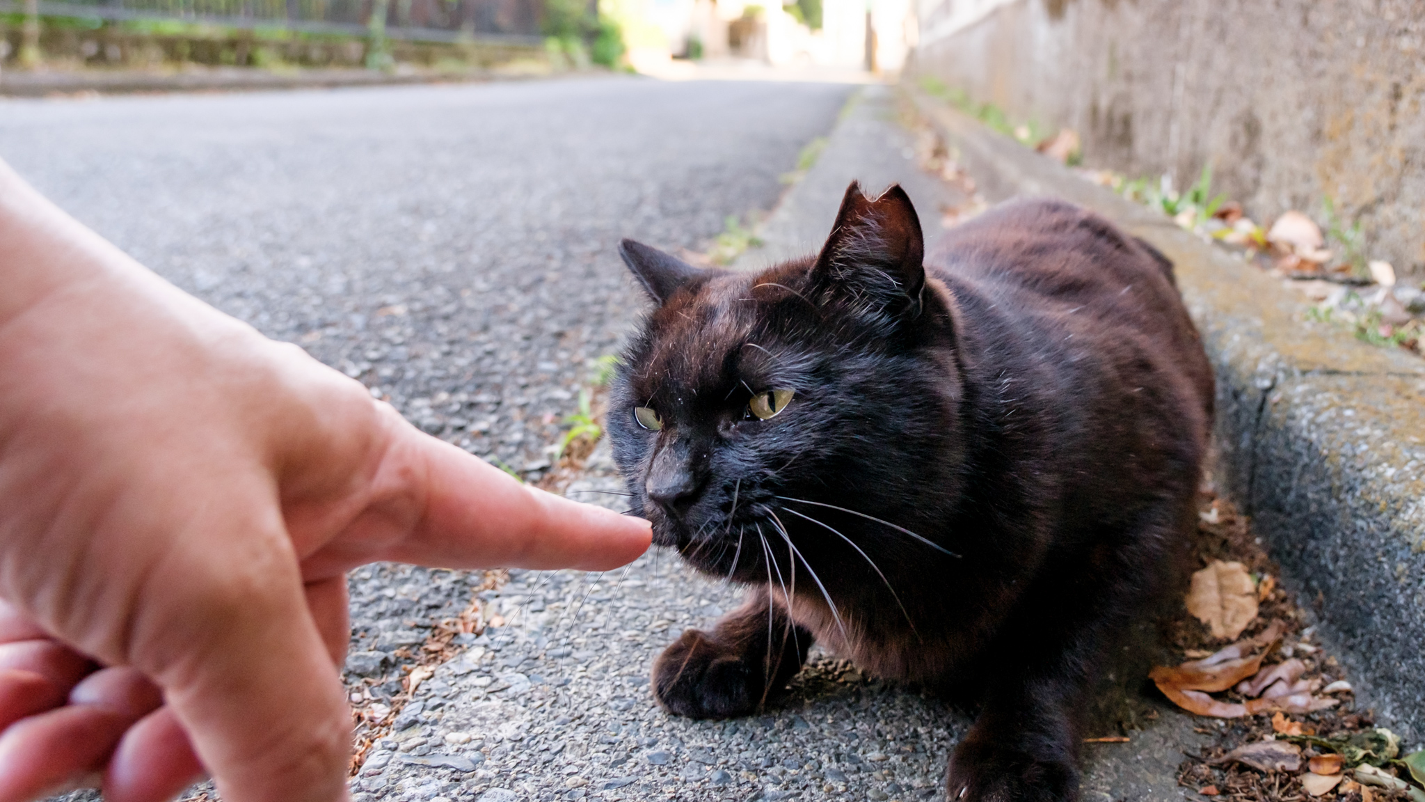 春だから……街猫との”出会いと別れ”を懐かしい写真で思い出してみた
