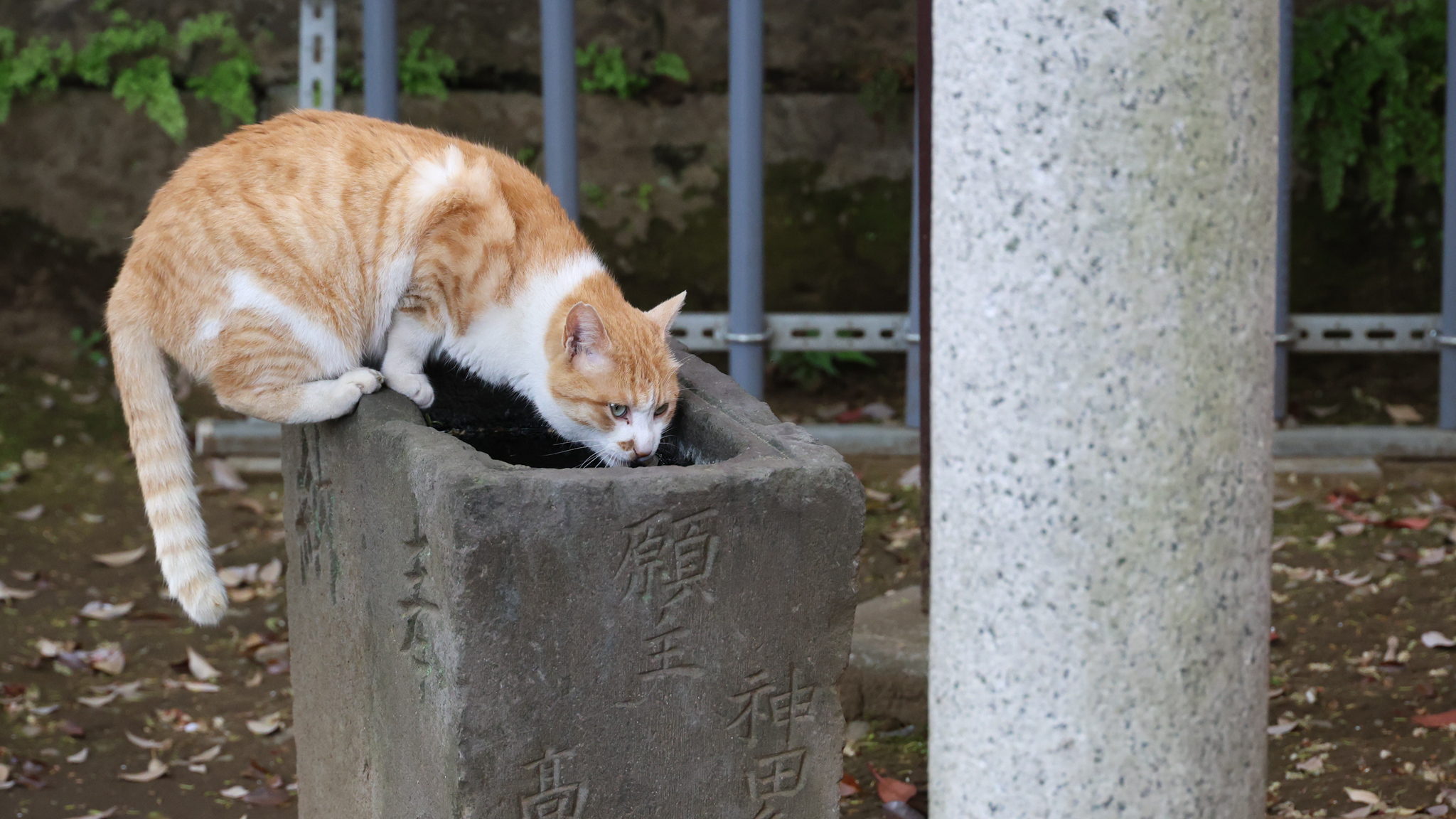 神社でくつろぐ猫を「10倍ズームレンズ＋猫優先AF」を使って離れた所から撮る