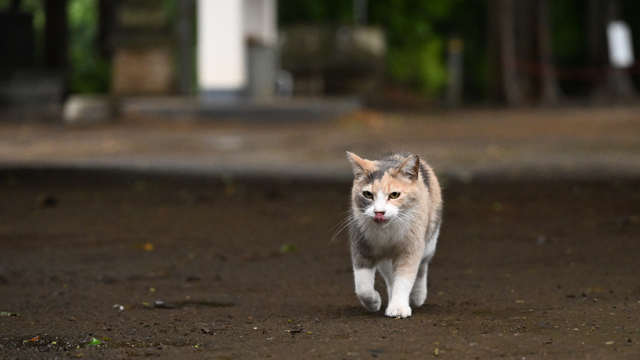 発表したてのフルサイズミラーレス一眼、ニコン「Z 8」で早速猫を撮り