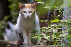 高級タワマンと古い家屋がないまぜの住宅街で出会った「港区猫」をぶらり撮り