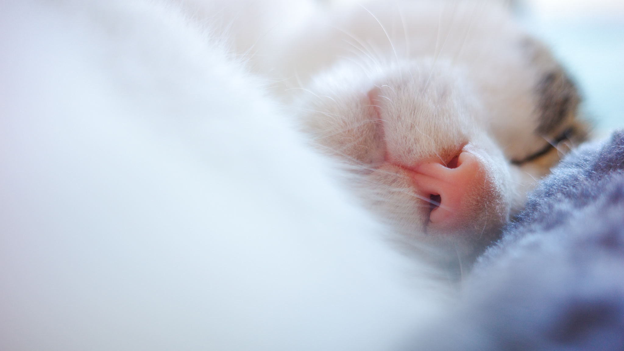 予約しないと買えない本格派コンデジ、リコー「GR III HDF」と「GR