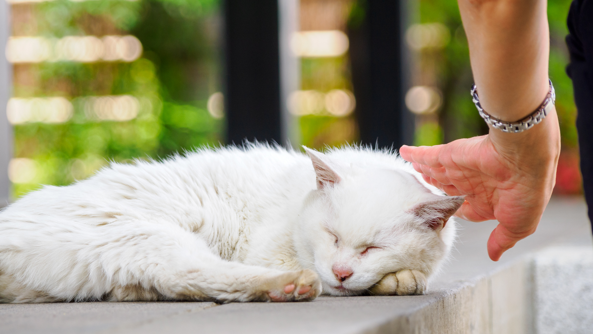 寒くなる折、猫が気持ちよさそうに撫でられてる暖かそうな“ほっこり写真”を集めてみた