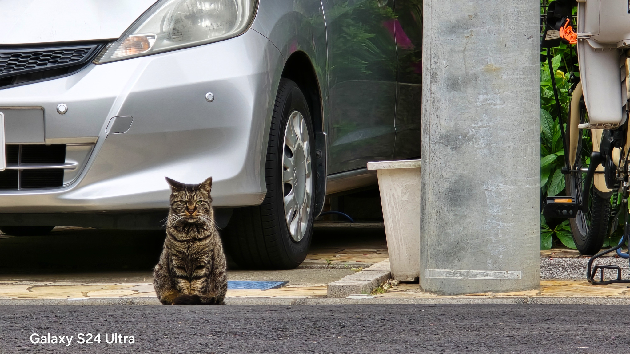 スマホカメラは年々レベルアップ！ ハイエンド機で撮った猫写真で2024年を振り返ってみた