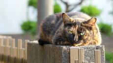 もしやと思ったら……久々に訪れた公園で見つけた猫は10年前と同じ2匹だった