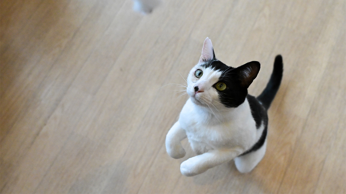 猫の写真 kazu✨ on X: 