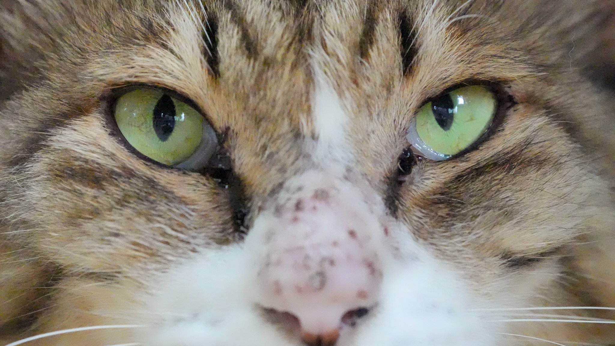 600mm超でヒゲの毛穴まで見えそう!? 望遠番長カメラで撮る「猫のかお
