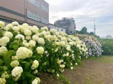 【梅雨のお出かけ】今が絶景のエモいスポットを発見。紫陽花と"東京のシンボル"が一緒に見られて穴場すぎ...。