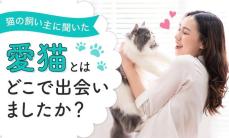 飼い主に聞いた「愛猫と出会った場所」2位はペットショップ、1位は...？