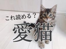 あいねこ…？意外と正しく読めていない漢字【大人レディの漢字テスト】