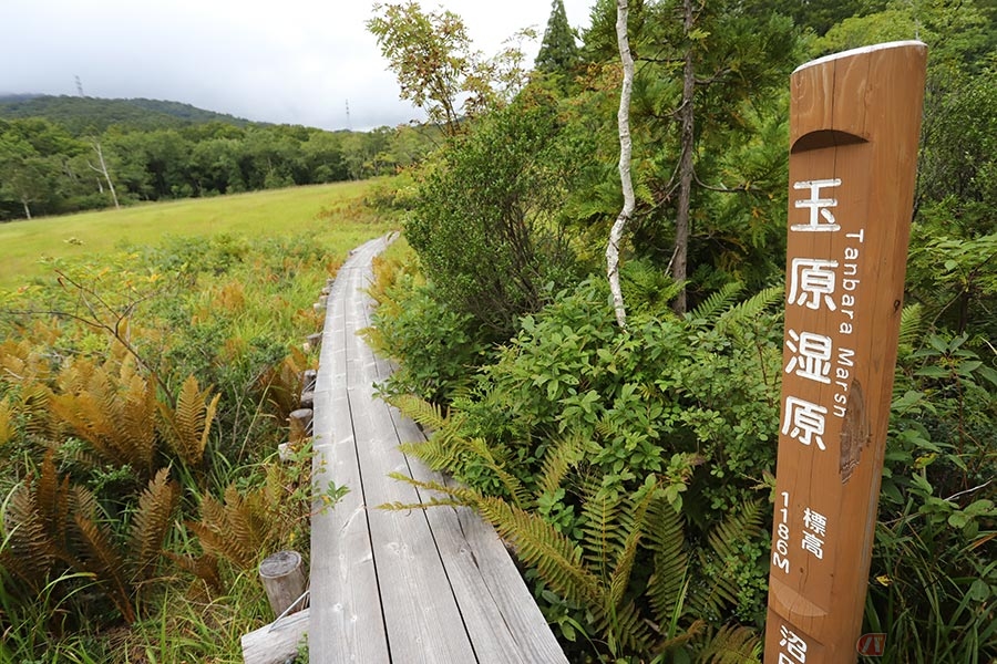 ワインディングを走り、湿原をトレッキング!?　「小尾瀬」と称される群馬県の玉原湿原に行ってみた