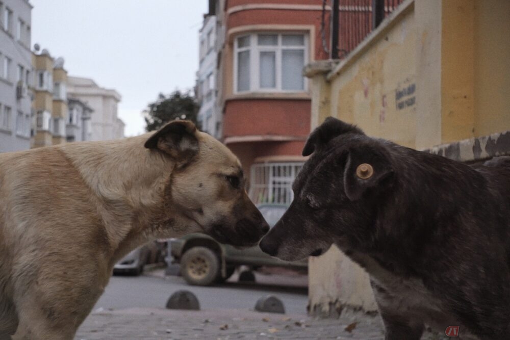 犬視点で人間社会を捉えた驚きのドキュメンタリー『ストレイ 犬が見た世界』